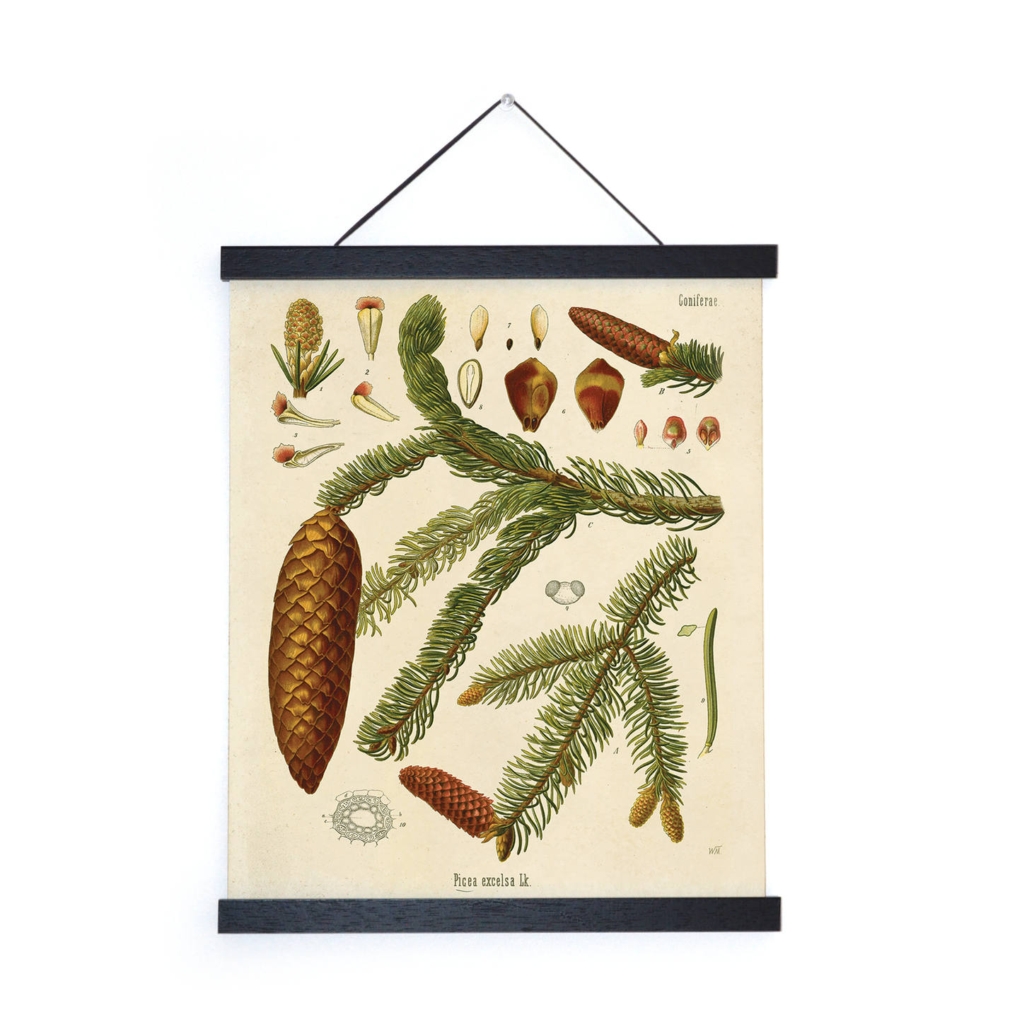 Vintage Botanical Norway Spruce Print / 8x10