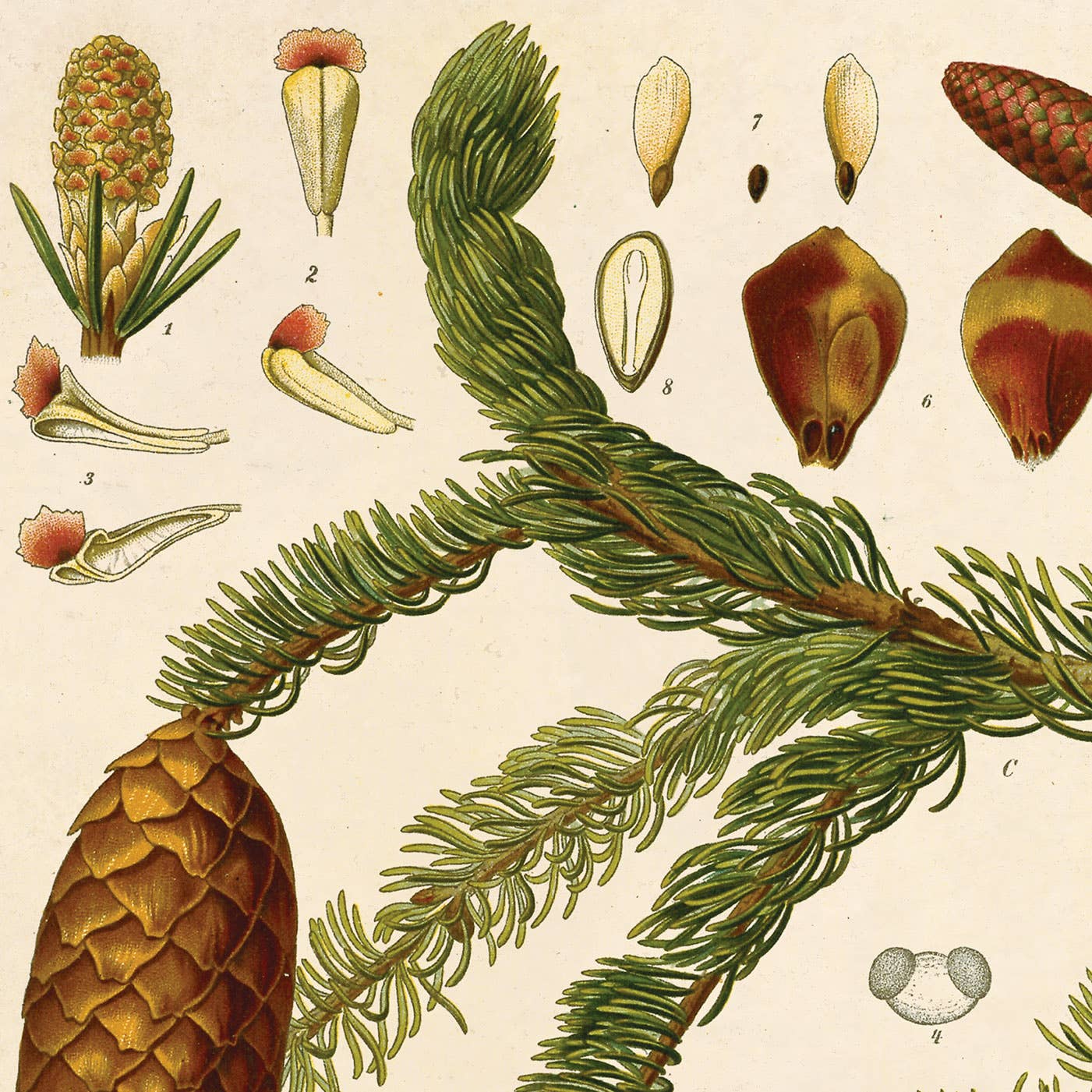 Vintage Botanical Norway Spruce Print / 8x10