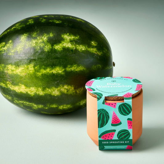 NEW Tiny Terracotta Garden Kit: Baby Watermelon