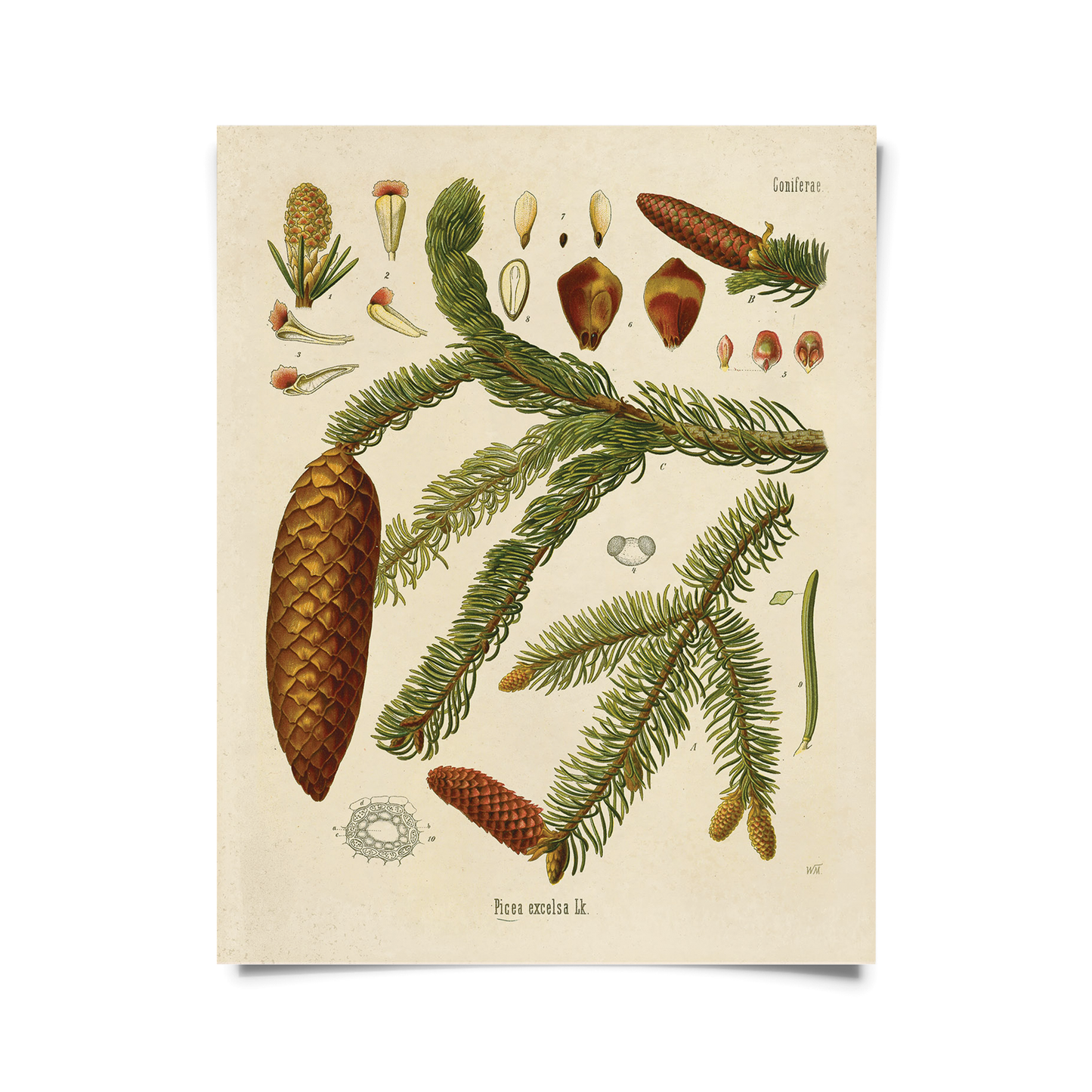 Vintage Botanical Norway Spruce Print / 8x10