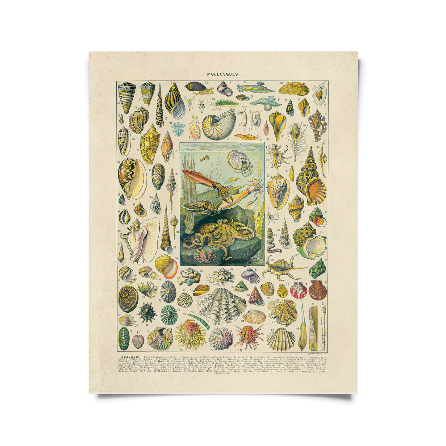 Vintage French Mollusk Sea Shell Print w/ optional frame