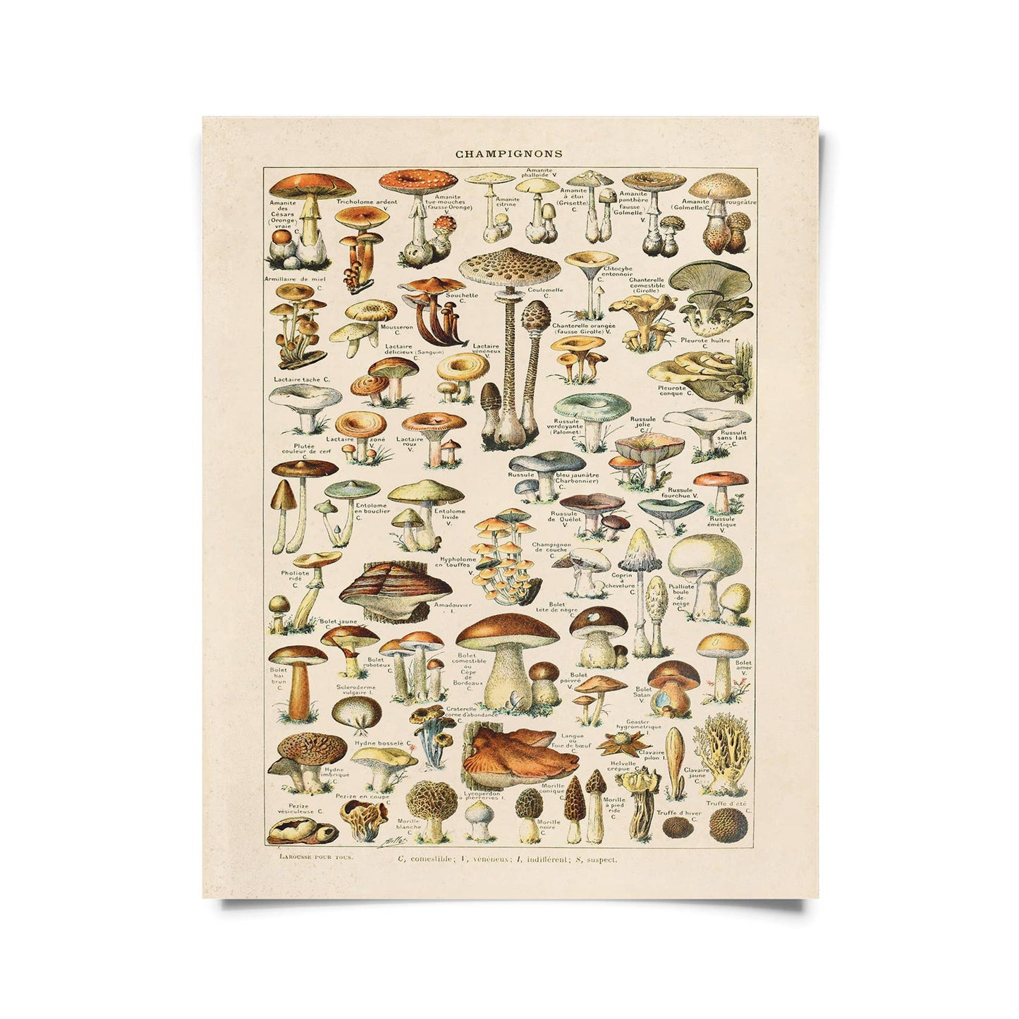 Vintage French Champignons Mushroom Print