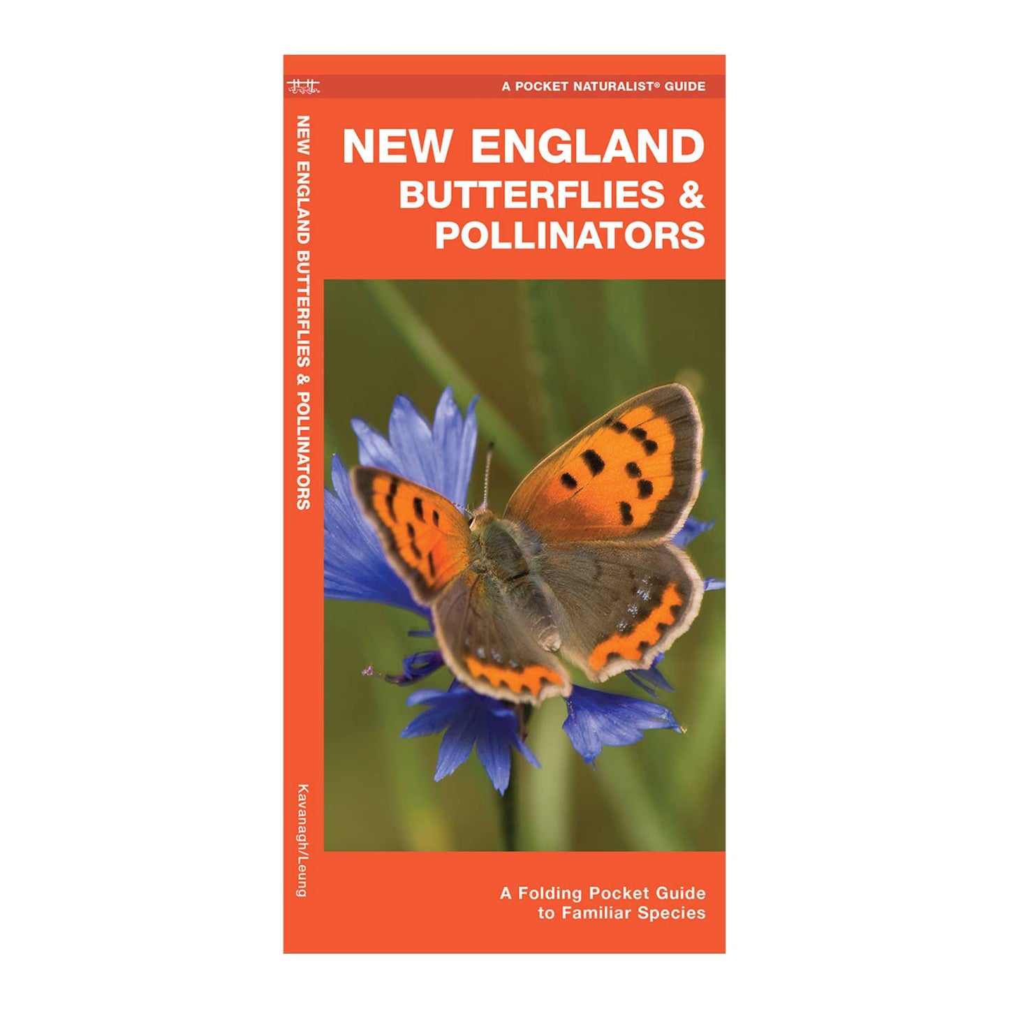 New England Butterflies & Pollinators