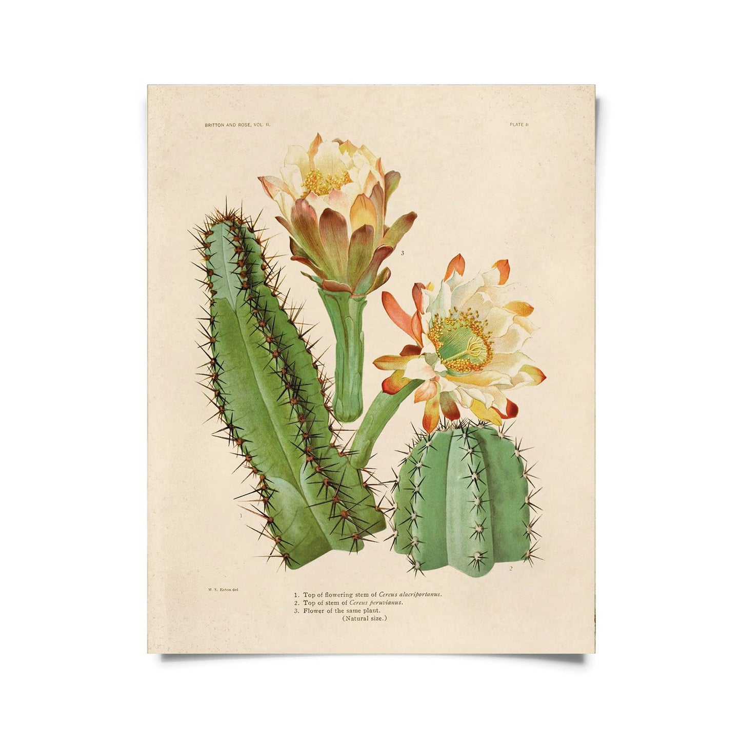 Vintage Botanical Cactus 2 Print