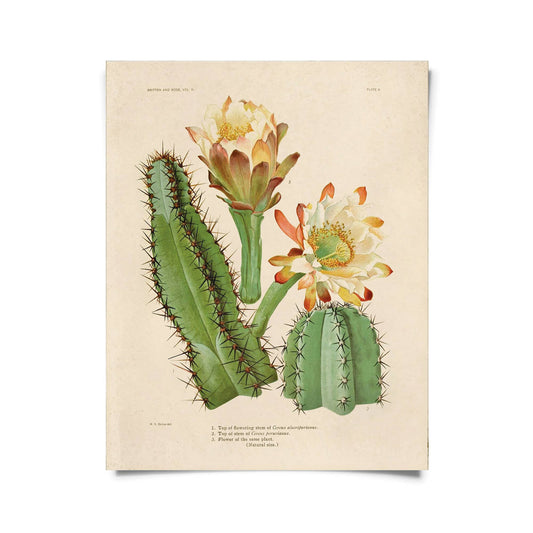 Vintage Botanical Cactus 2 Print
