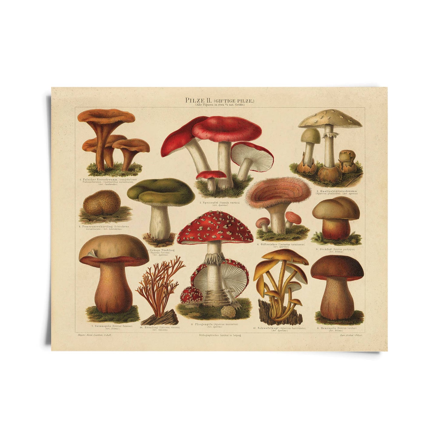 Vintage German Pilze 2 Mushroom Print