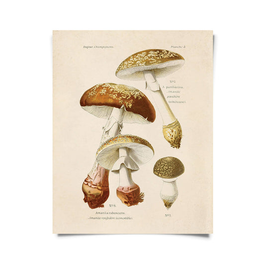 Vintage Blusher Mushroom Print