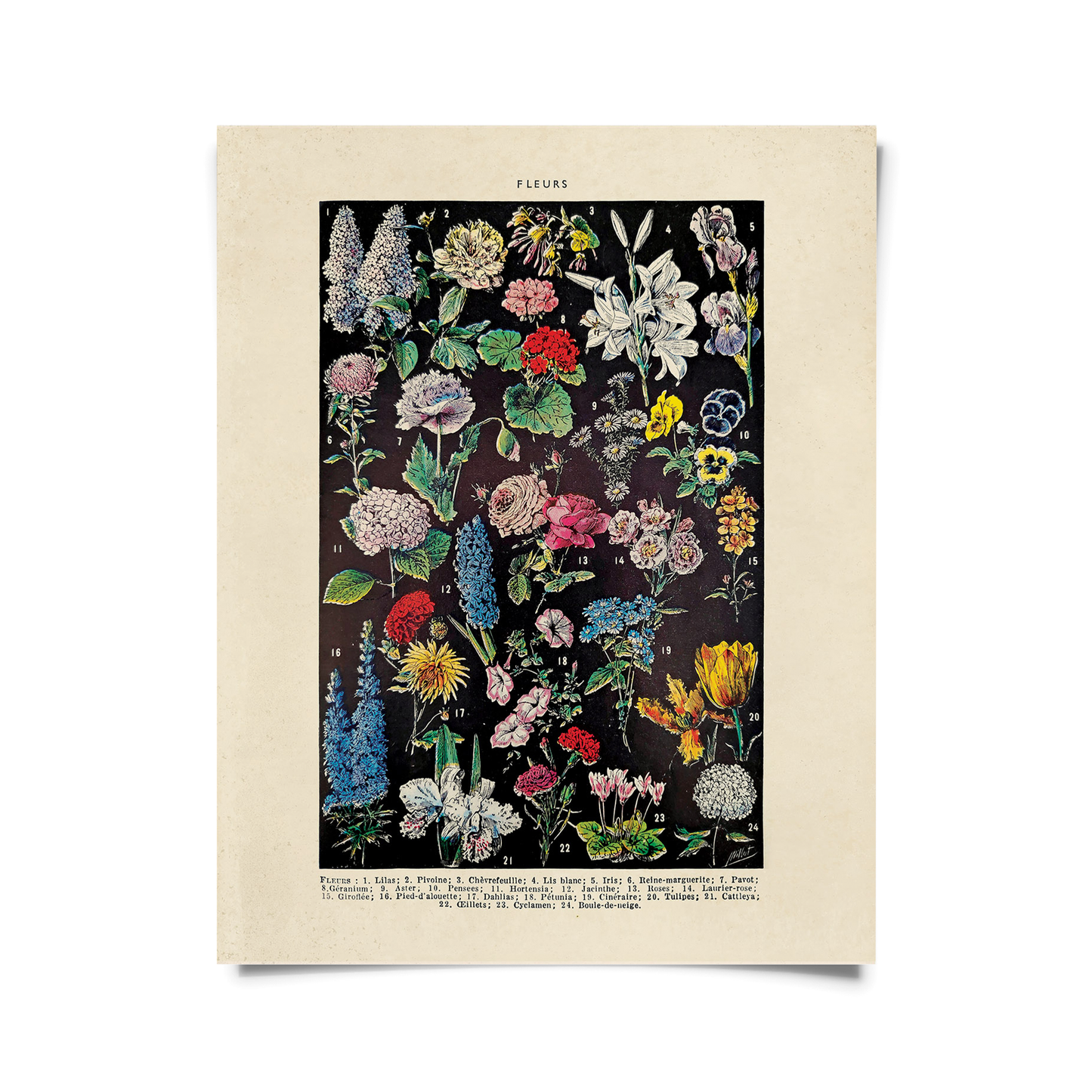 Vintage Botanical Fleurs Garden Flower 2 Print w/ frame