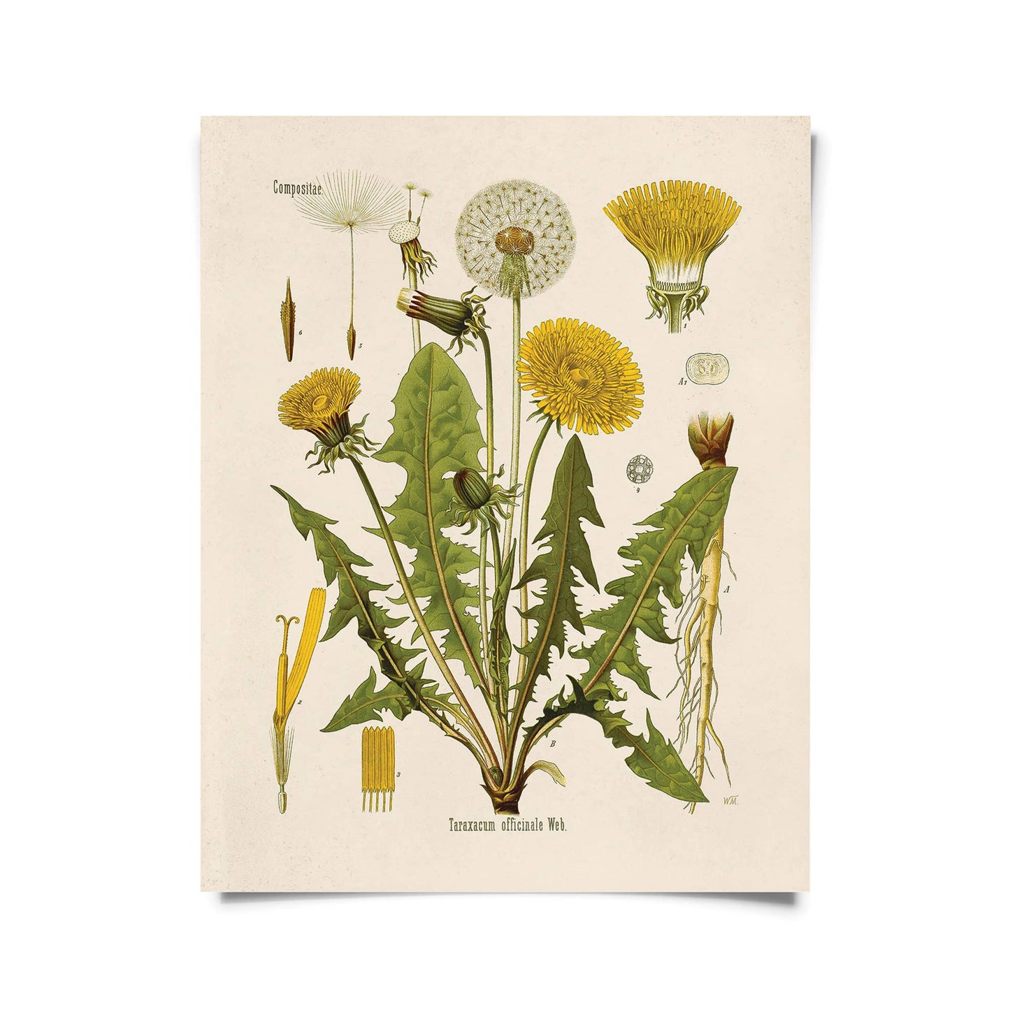 Vintage Botanical Dandelion Flower Print